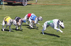sports greyhound guide pic 1