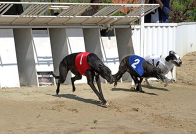 sports greyhound guide pic 2