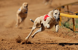 Don't miss any greyhound action